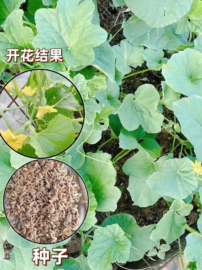 糖度26甜瓜種子 糖度26甜瓜種子