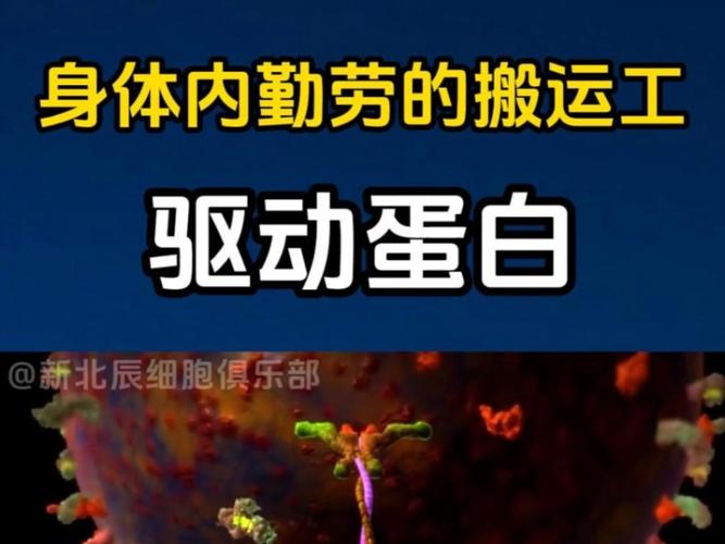 驅動蛋白的運輸方向是從微管負端到正端，驅動蛋白和馬達蛋白