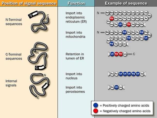 驅動蛋白質多肽鏈折疊盤曲的主要動力，驅動蛋白名詞解釋細胞生物學