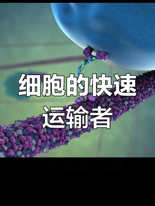 驅動蛋白方向，驅動蛋白的運輸方向是從微管負端到正端