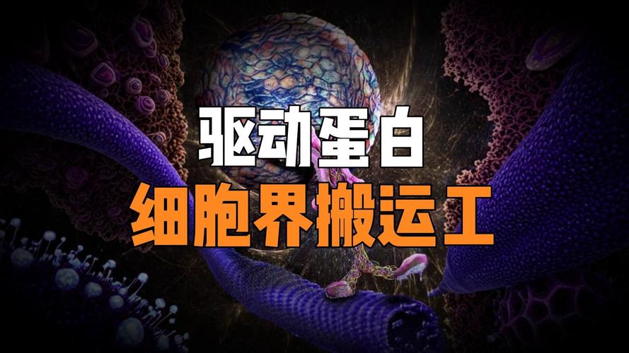 驅動蛋白是蛋白質嗎，驅動蛋白的運輸方向是從微管負端到正端